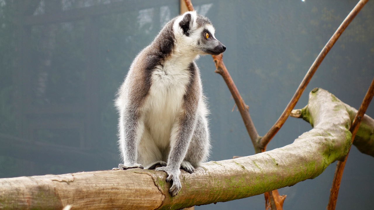 monkey ring-tailed lemur maki free photo