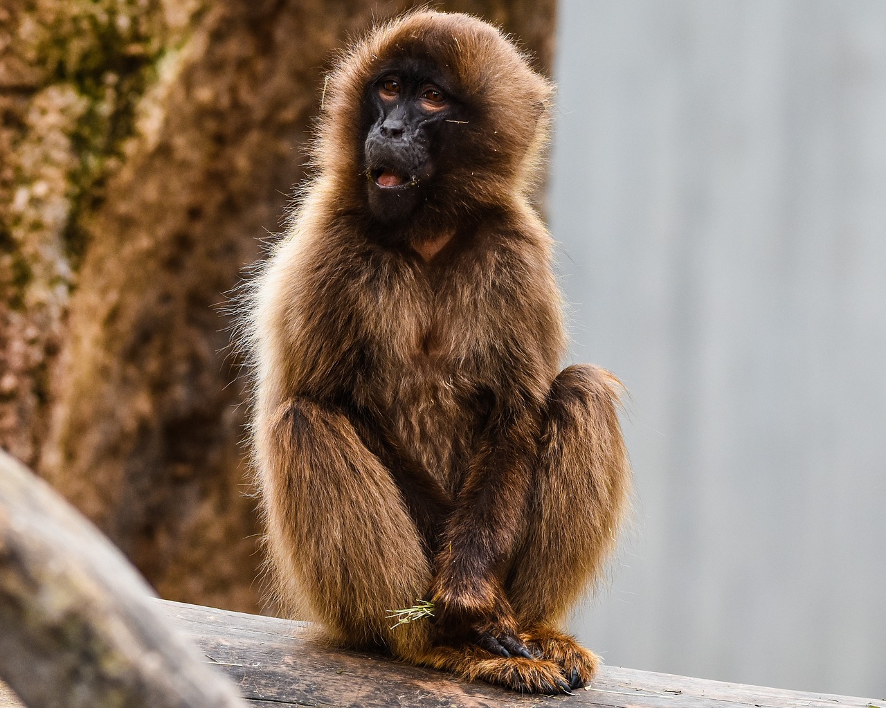 monkey zoo wilhelma free photo