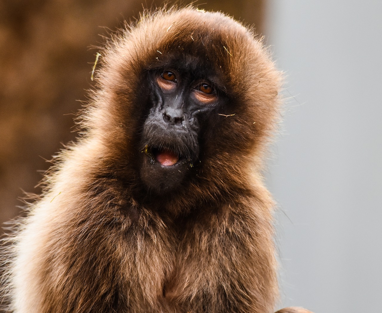 monkey zoo wilhelma free photo