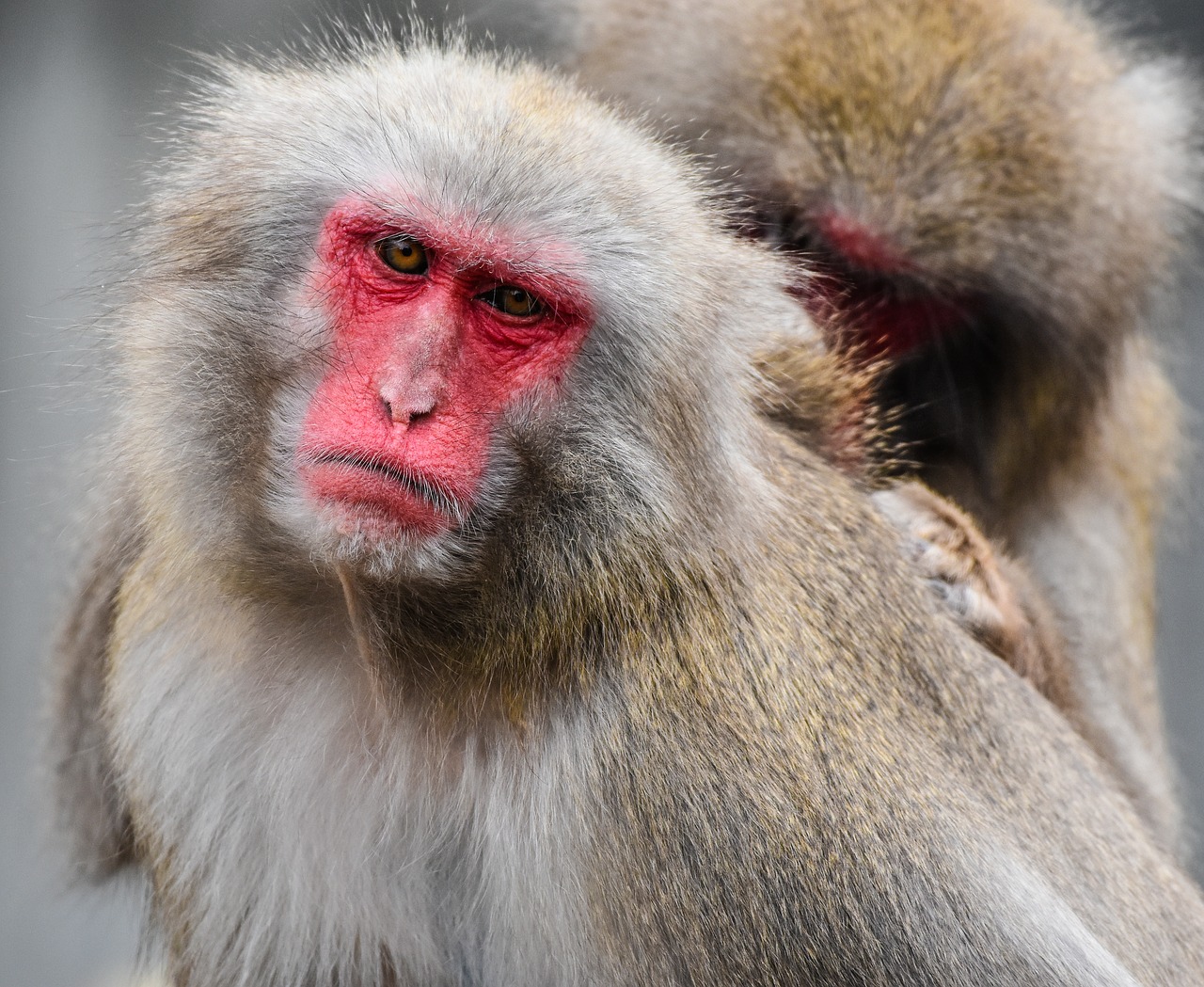 japan monkey zoo wilhelma free photo