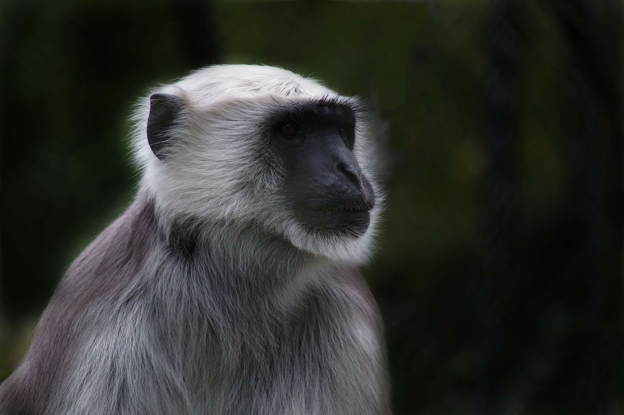 monkey prosimian old world monkey free photo