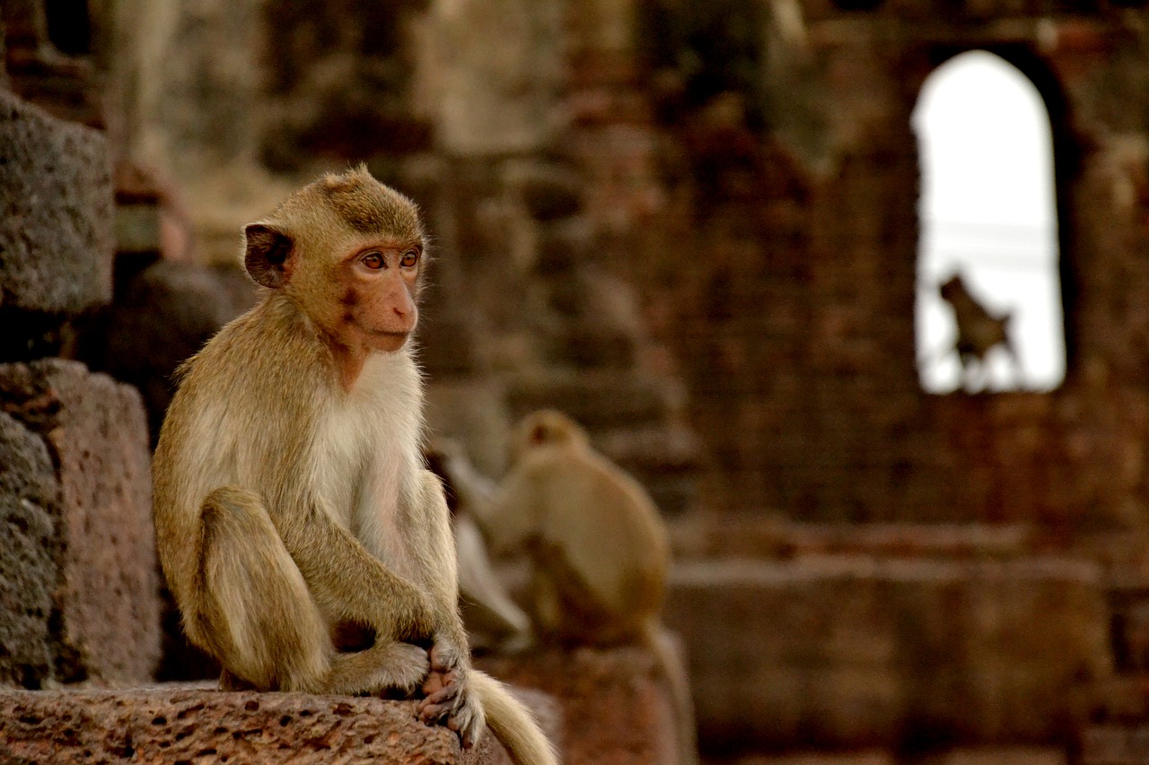 monkey lopburi thailand free photo