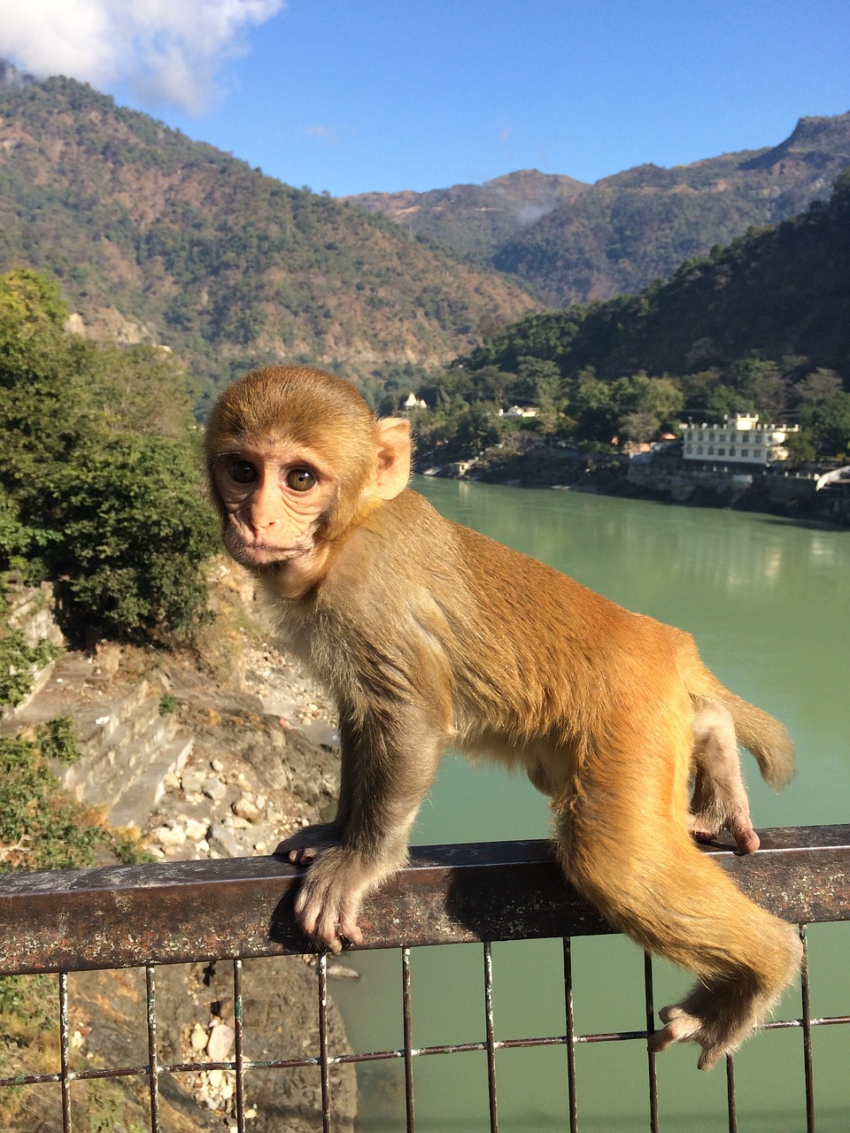 monkey cute india free photo