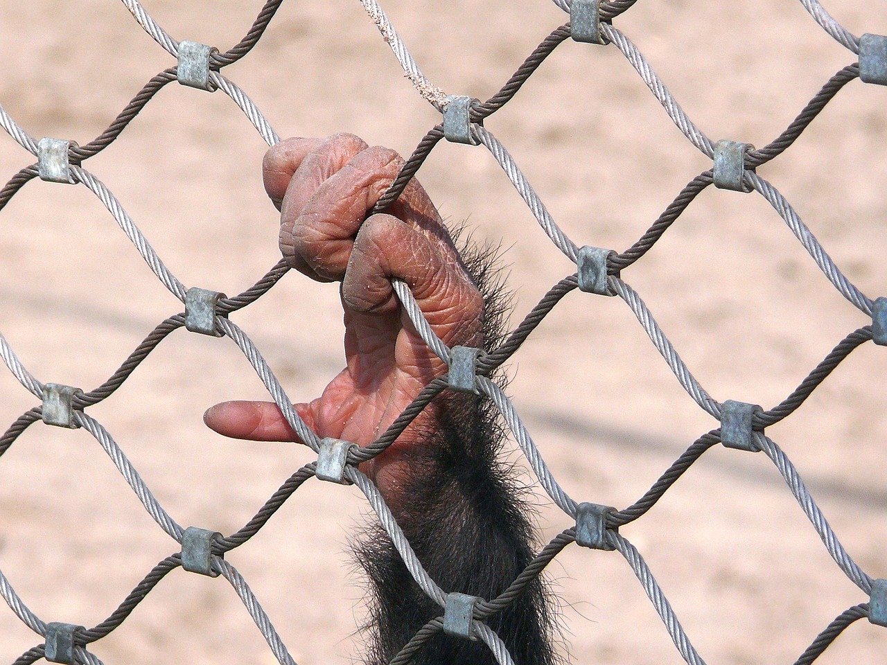 monkey chimpanzee bondage free photo