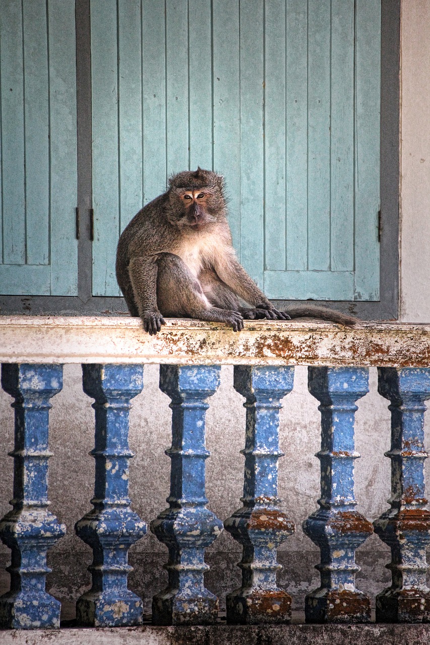 monkey makake thailand free photo