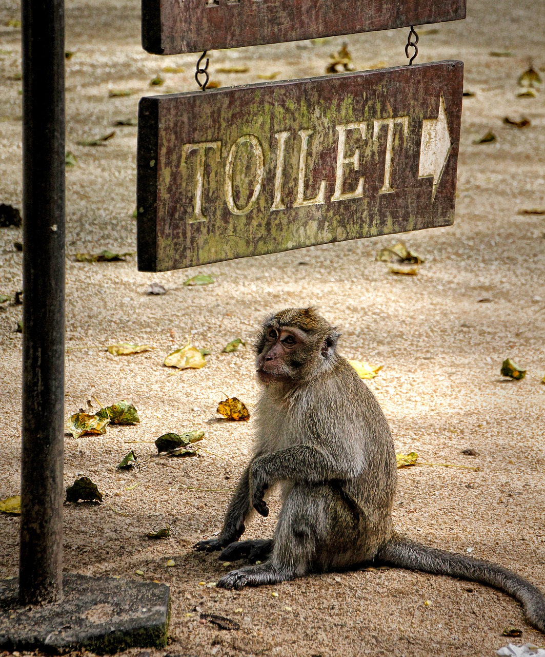 monkey thailand makake free photo