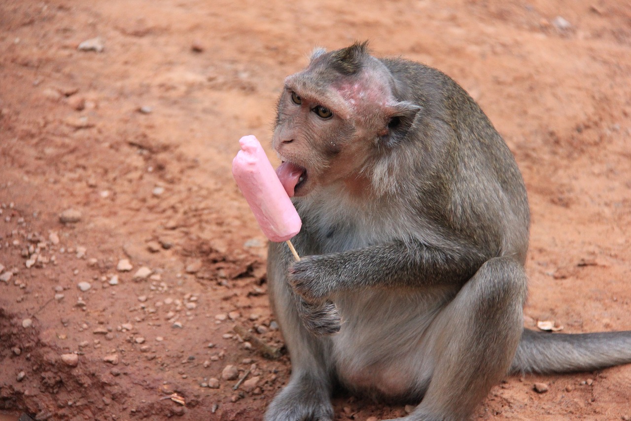 monkey tourism ice cream free photo