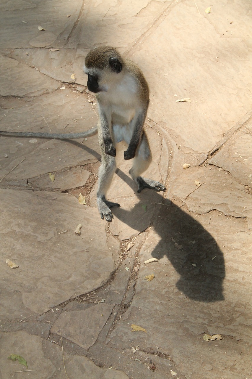monkey africa kenia free photo