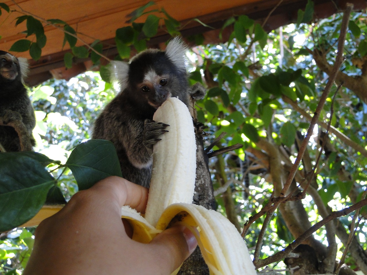 monkey banana feed free photo
