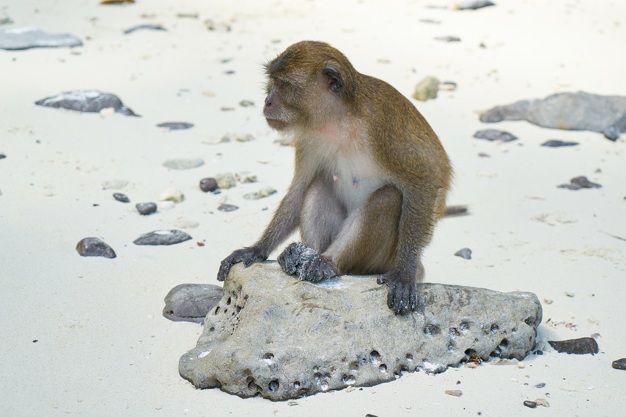 monkey beach animal free photo