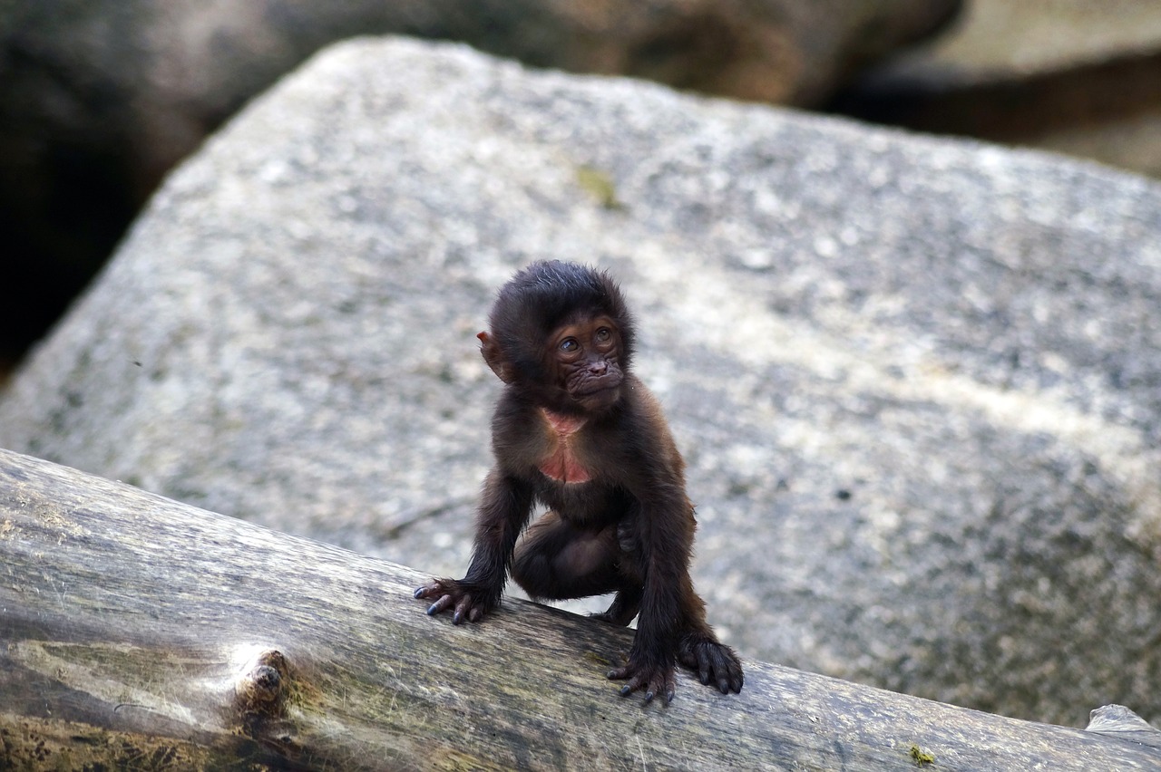 monkey puppy zoo free photo