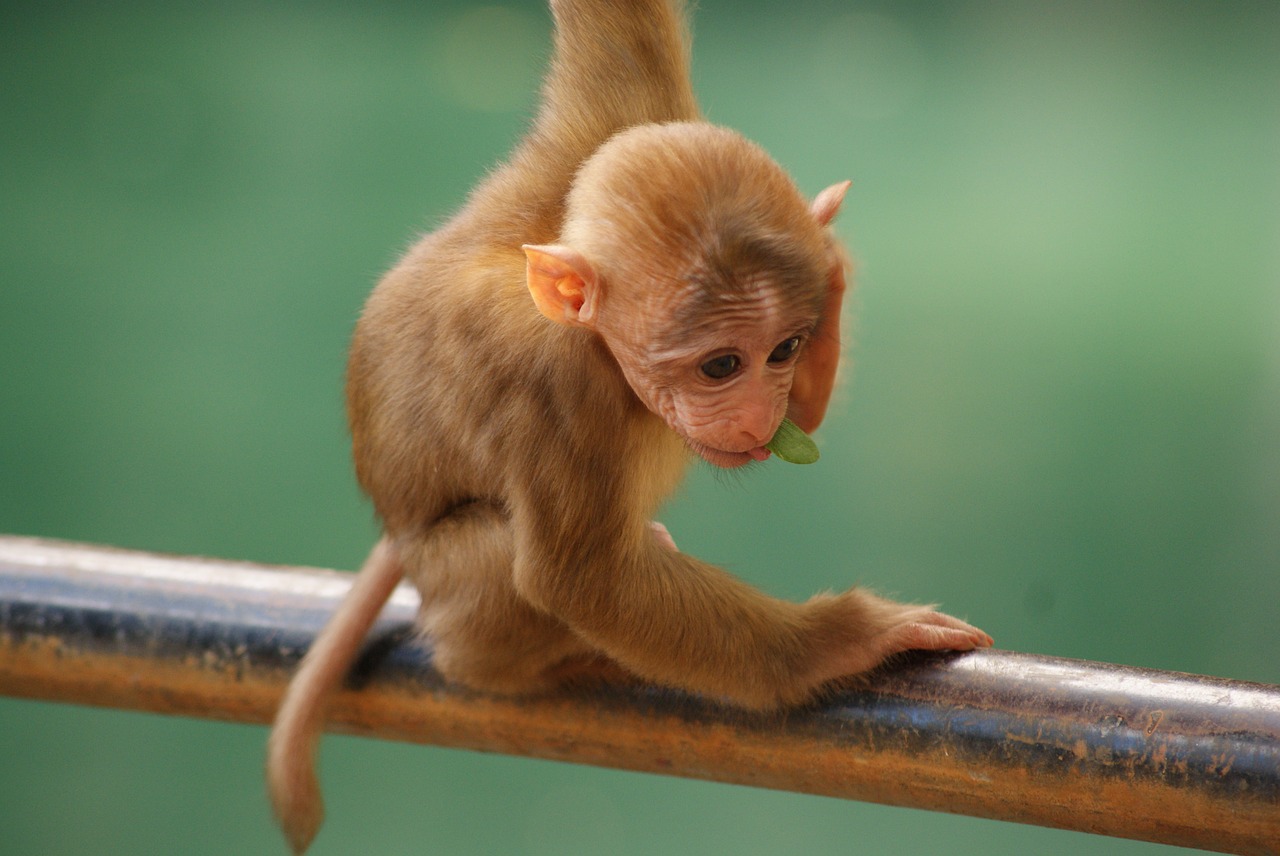 monkey baby animal free photo