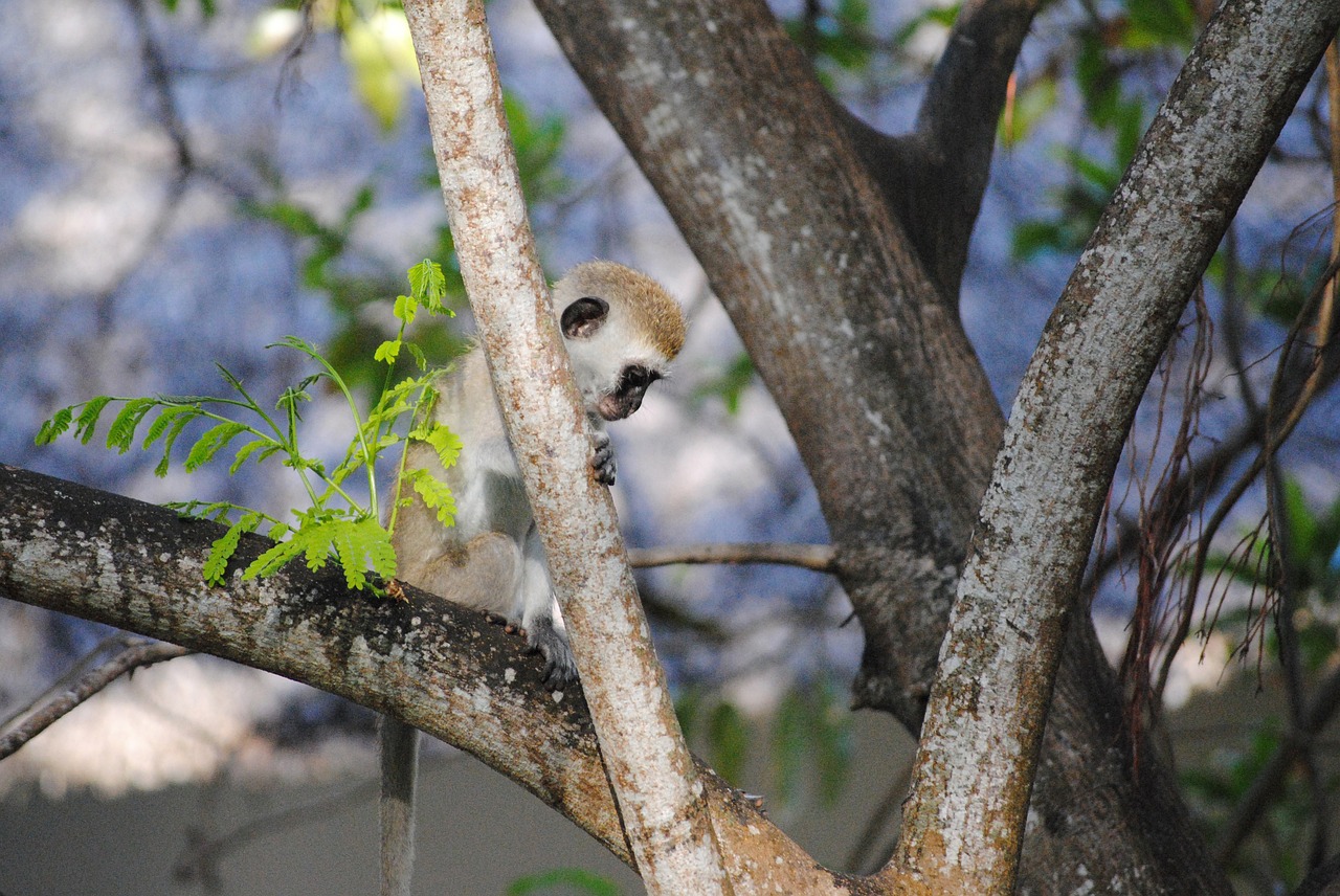 monkey africa kenya free photo