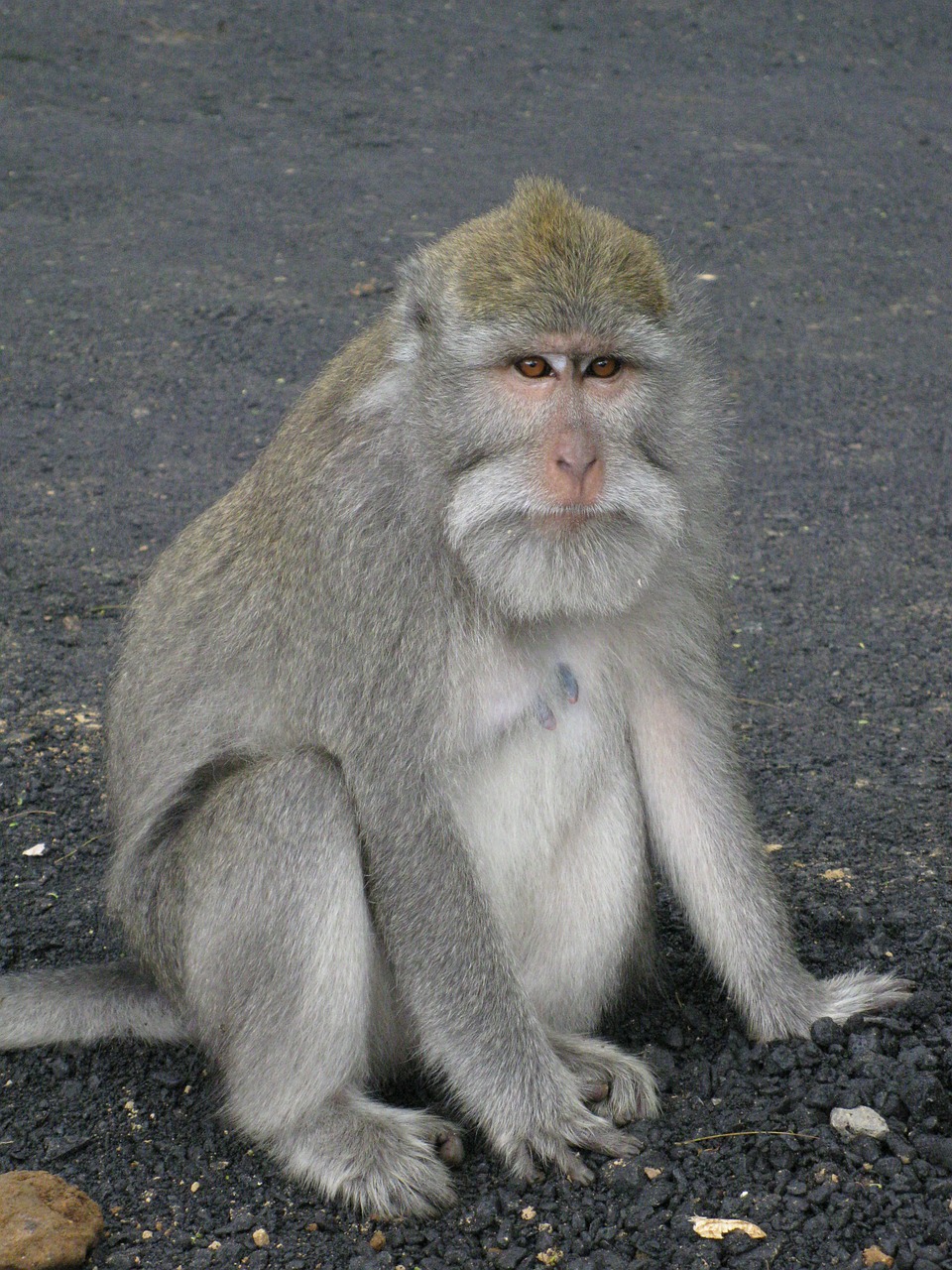 monkey animal wildlife free photo