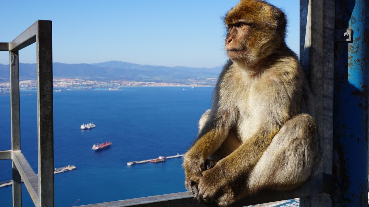 monkey gibraltar rock free photo