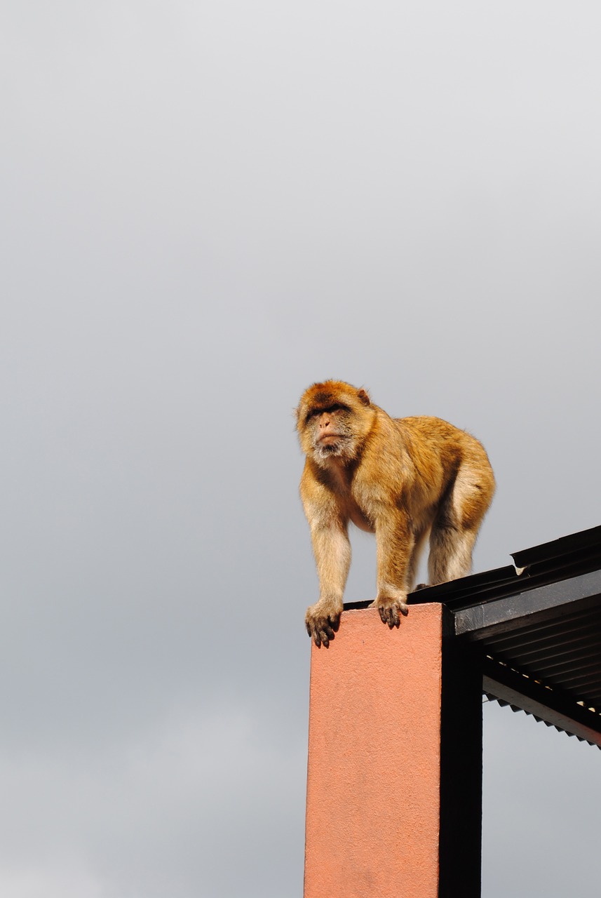 monkey gibraltar spain free photo