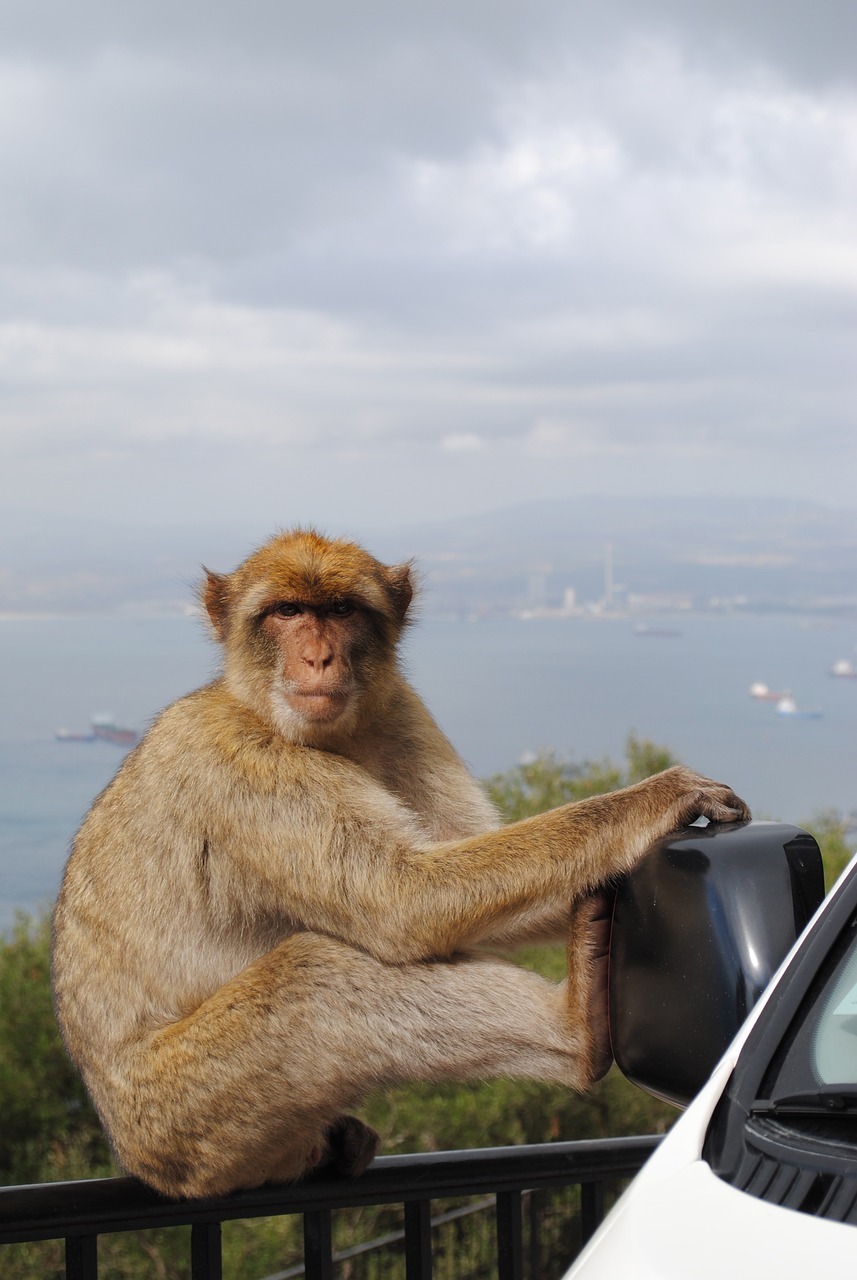 monkey gibraltar spain free photo