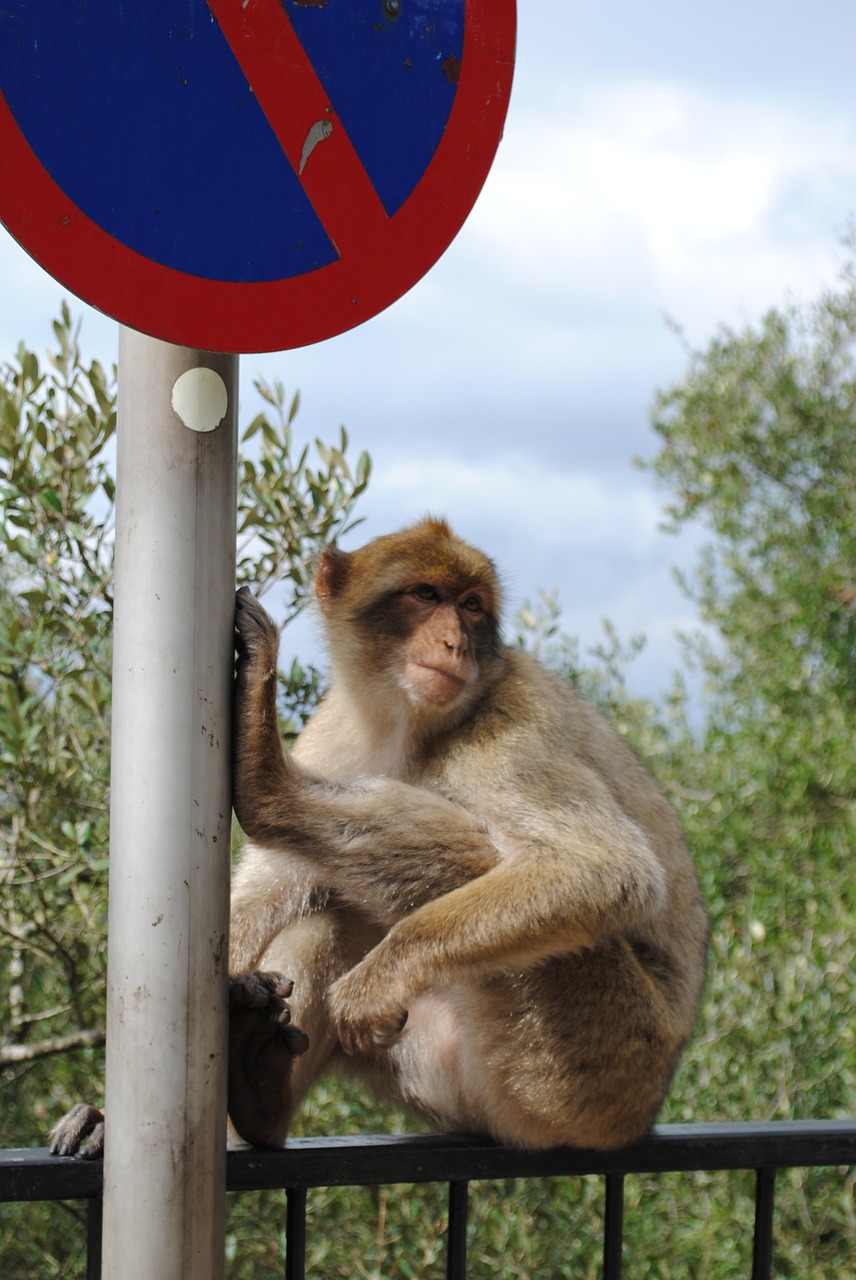 monkey gibraltar spain free photo