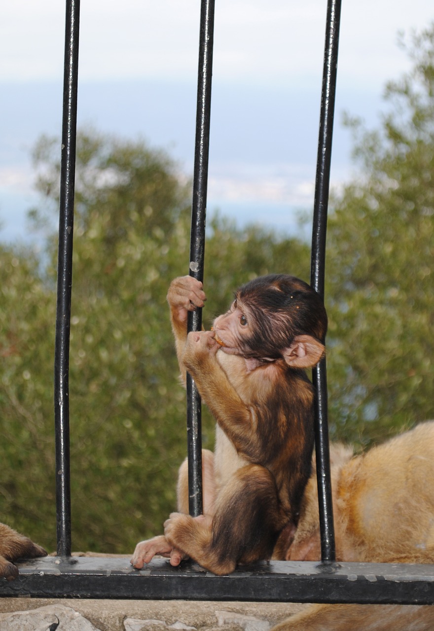 monkey baby gibraltar free photo