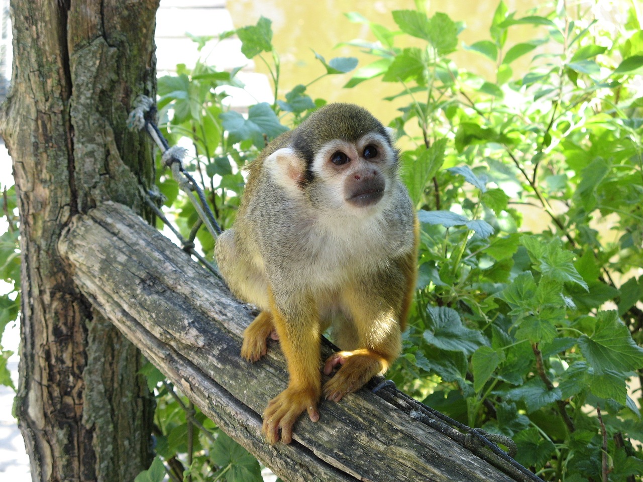 monkey monky marmoset free photo