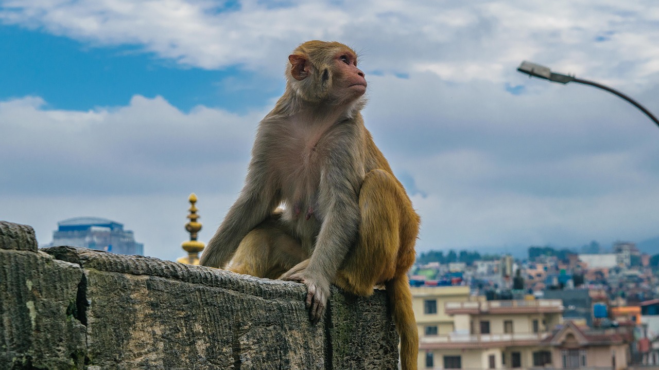 monkey staring monkey posing monkey free photo