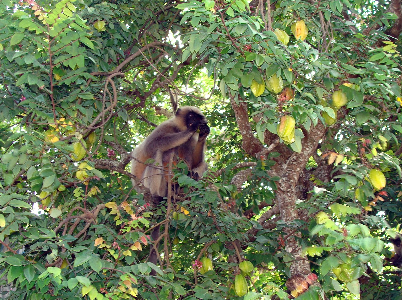 monkey hanuman langur free photo