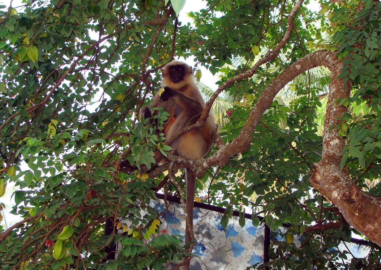 monkey hanuman langur free photo