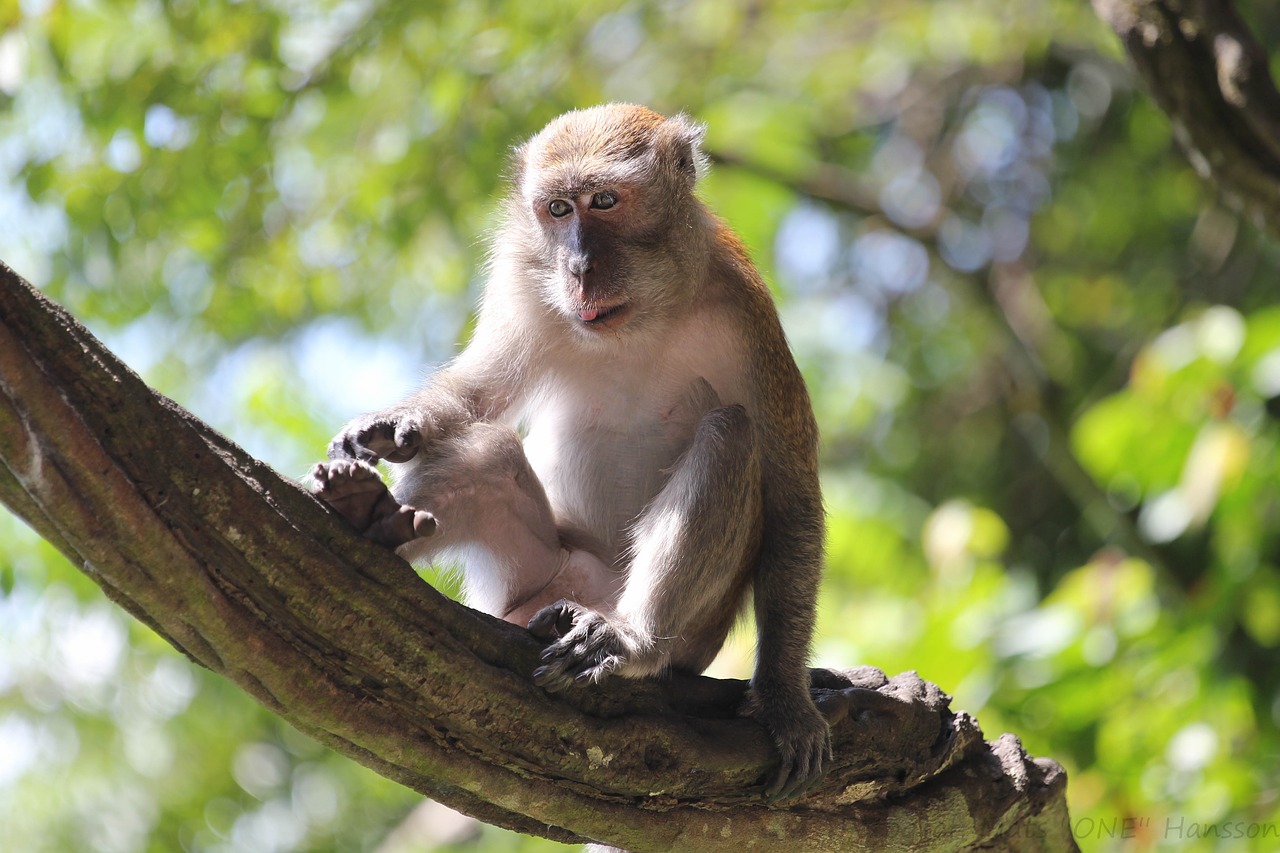 monkey branch sitting free photo