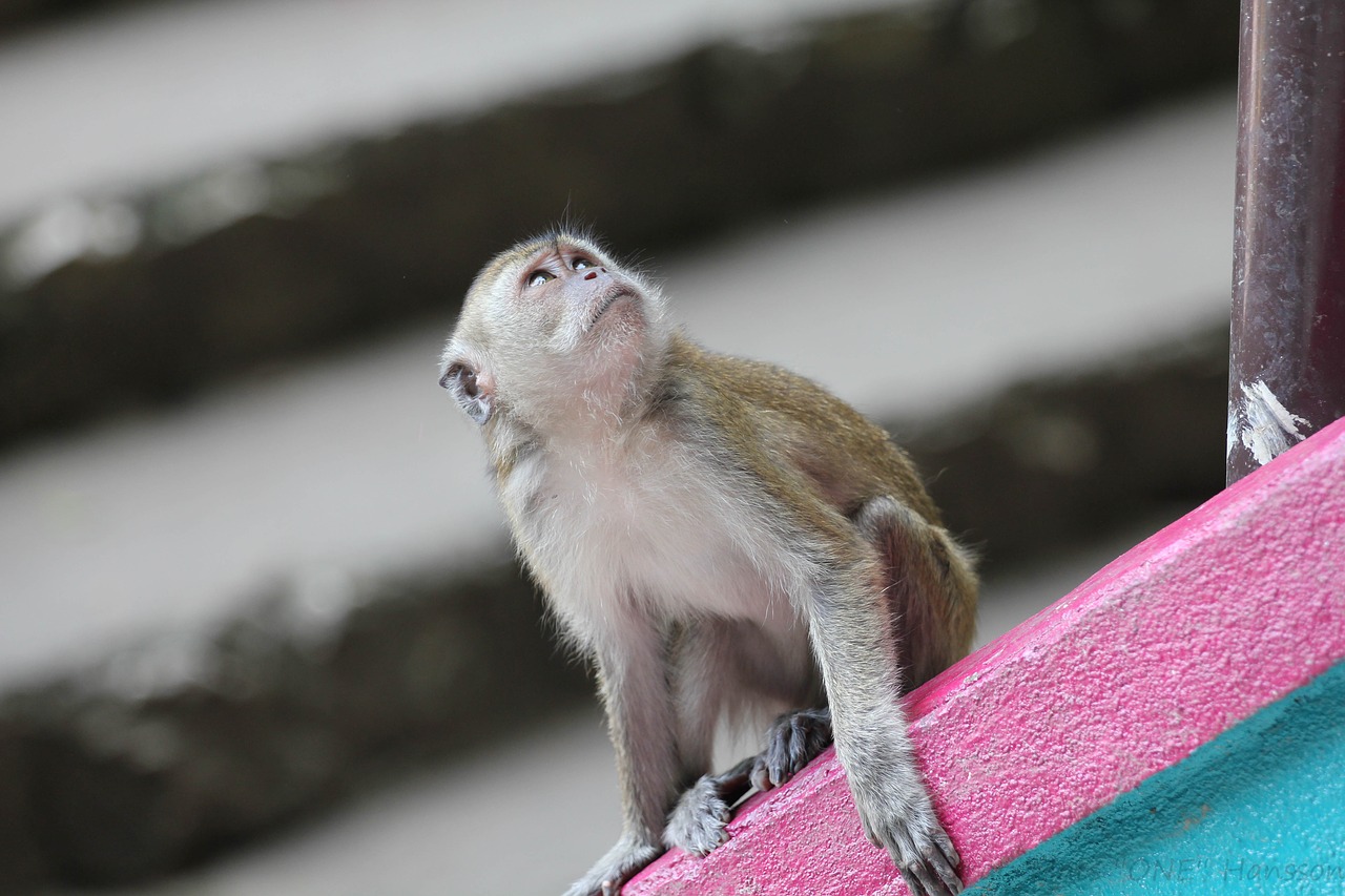 monkey animals wild free photo