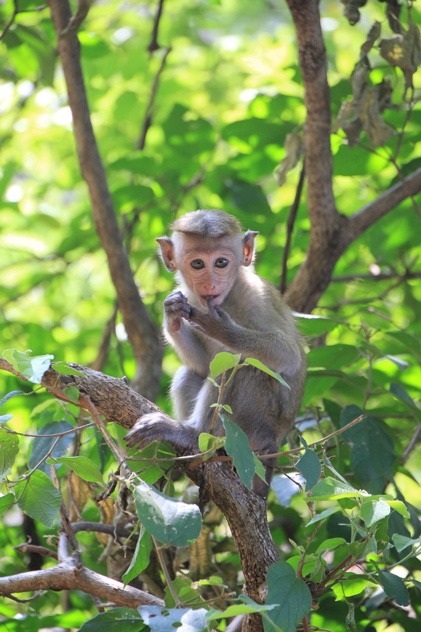 monkey makake cute free photo