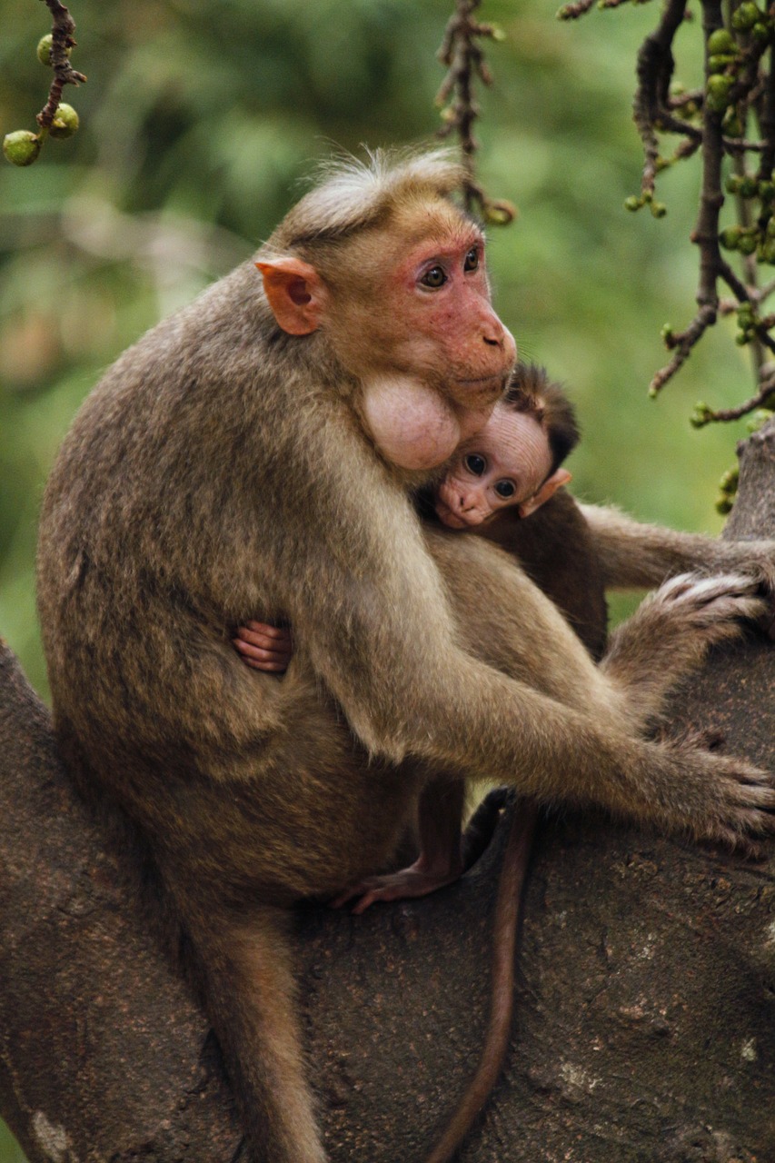 monkey mother child free photo