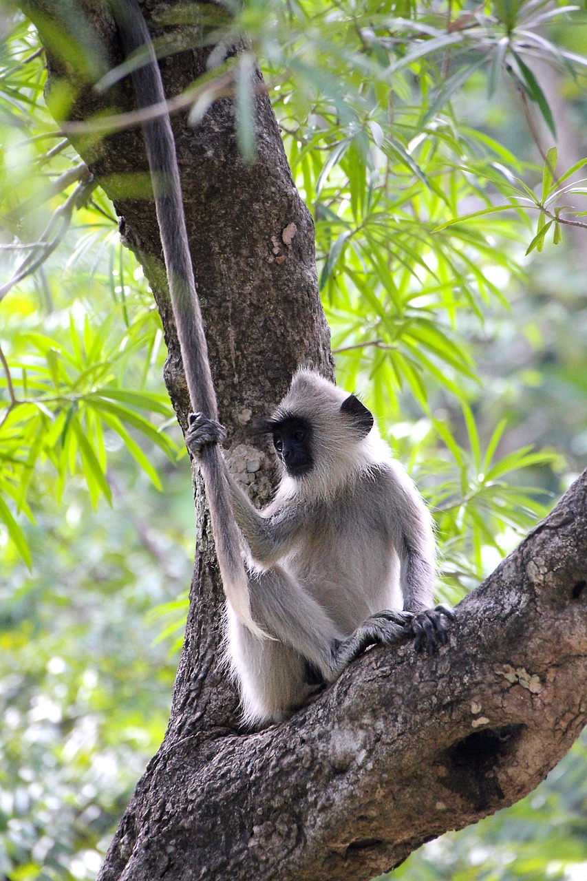 monkey tree cute free photo