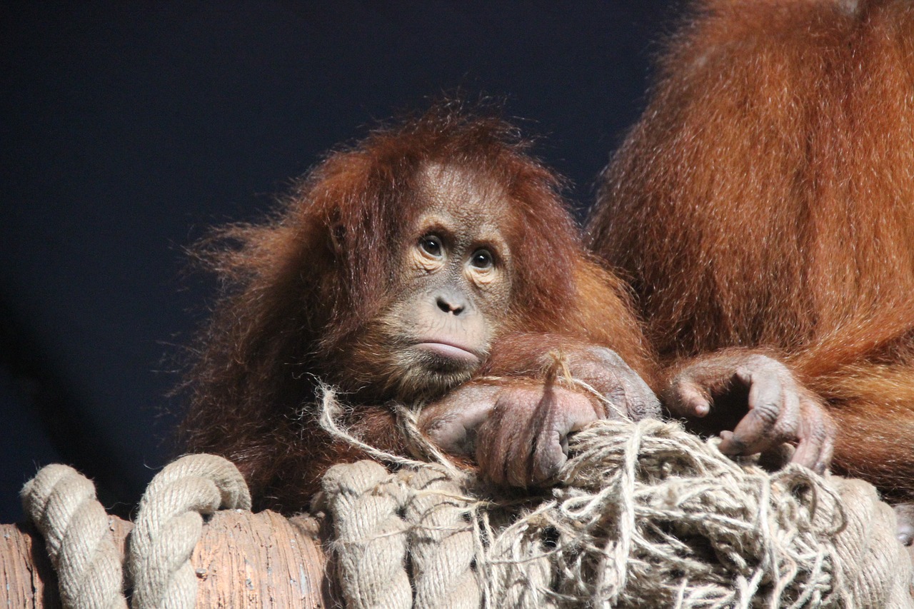 monkey animals orangutan free photo