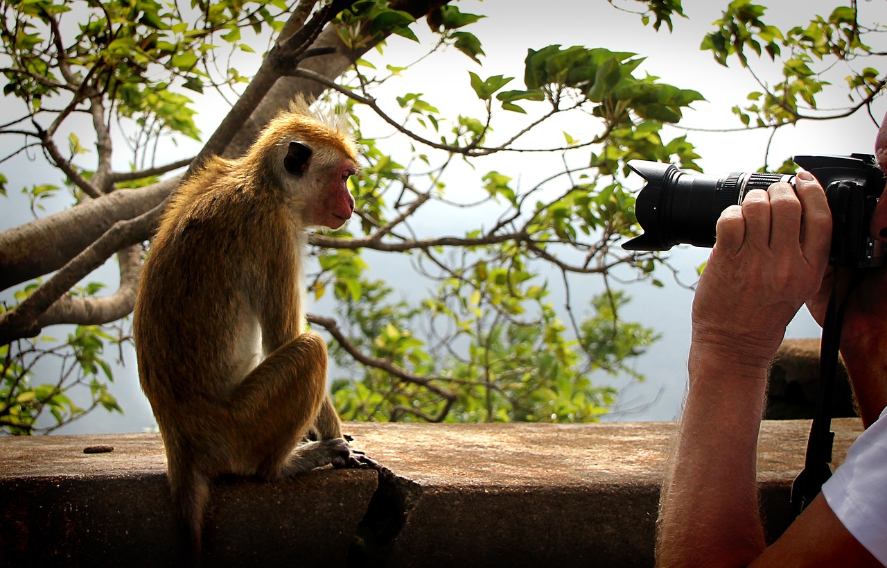 monkey model camera free photo