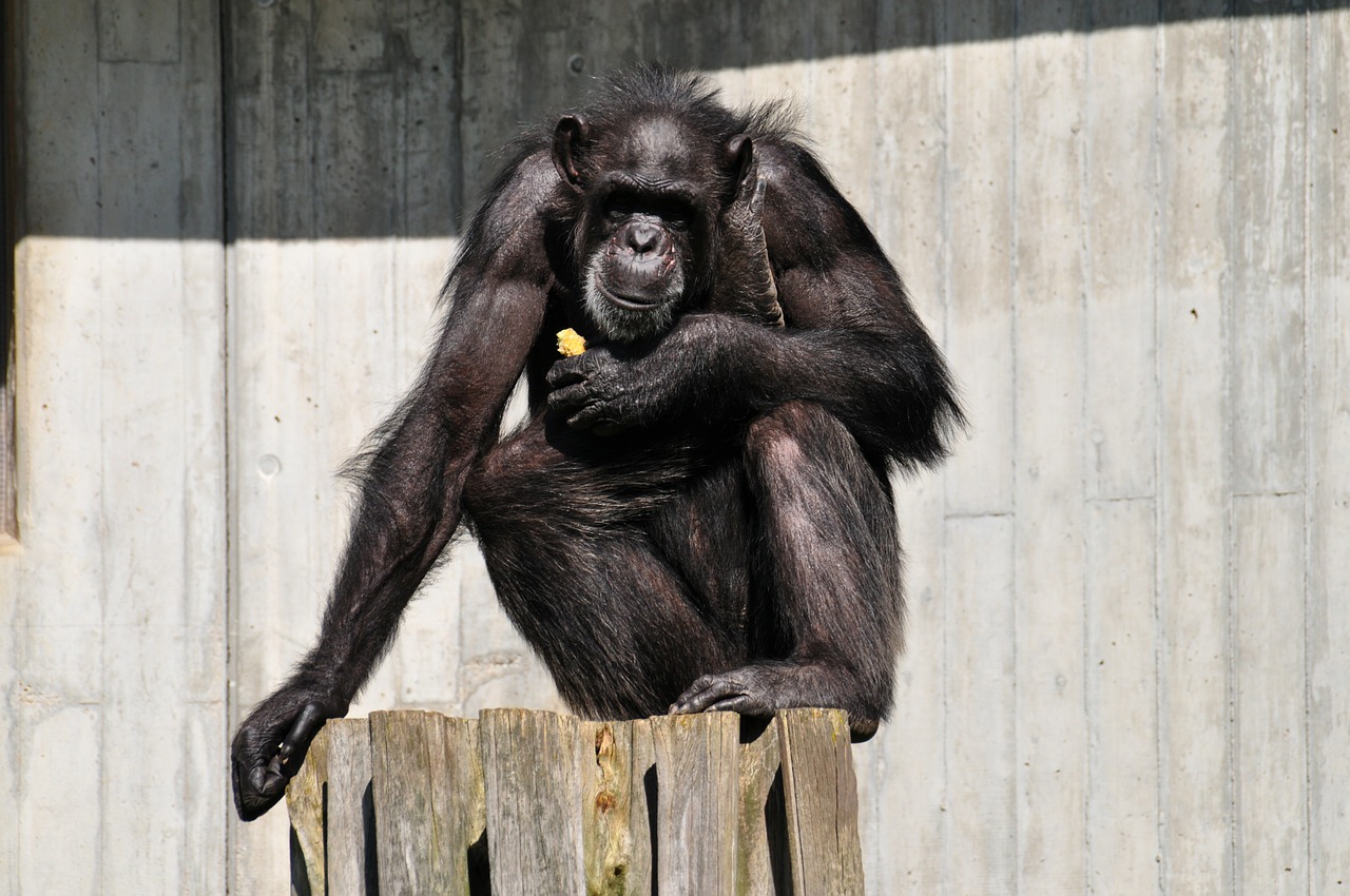 monkey äffchen chimpanze free photo