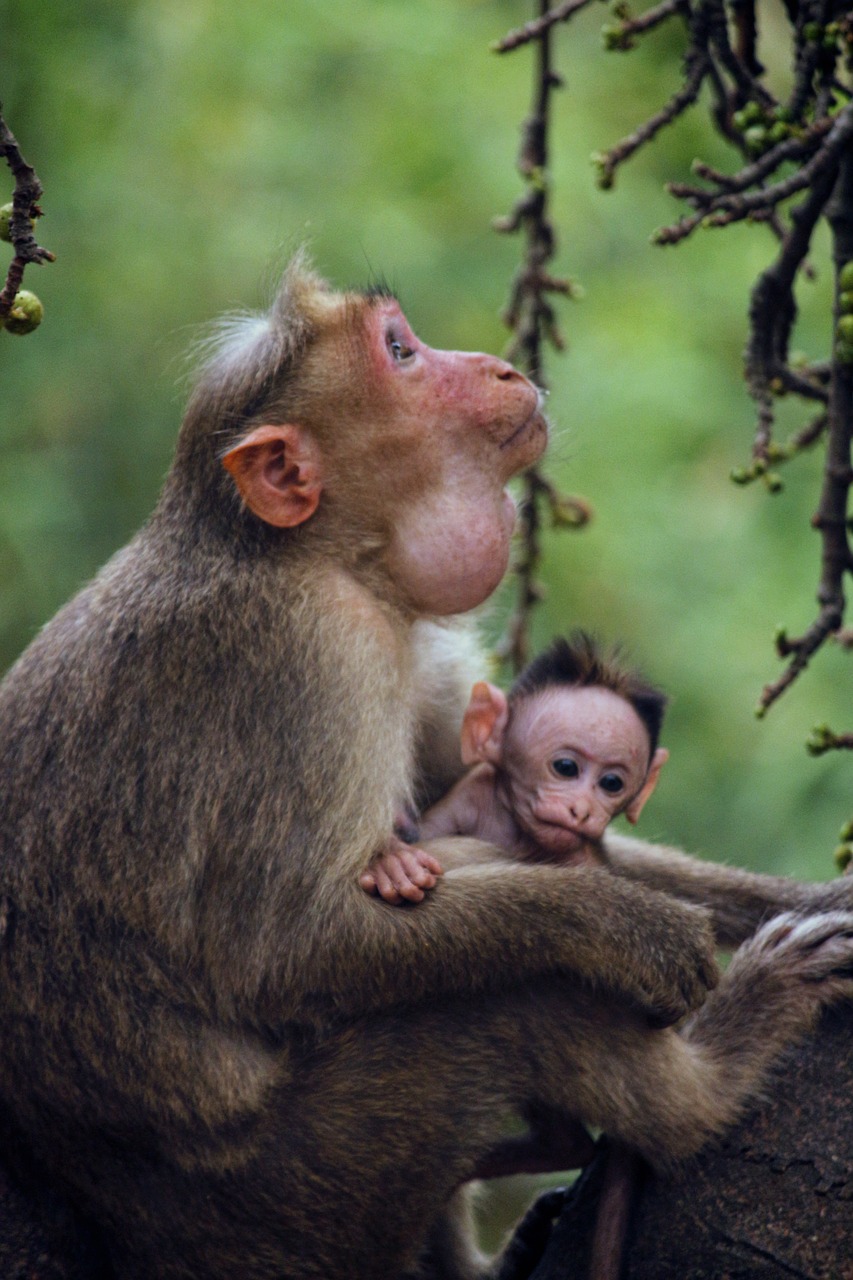 monkey mother child free photo