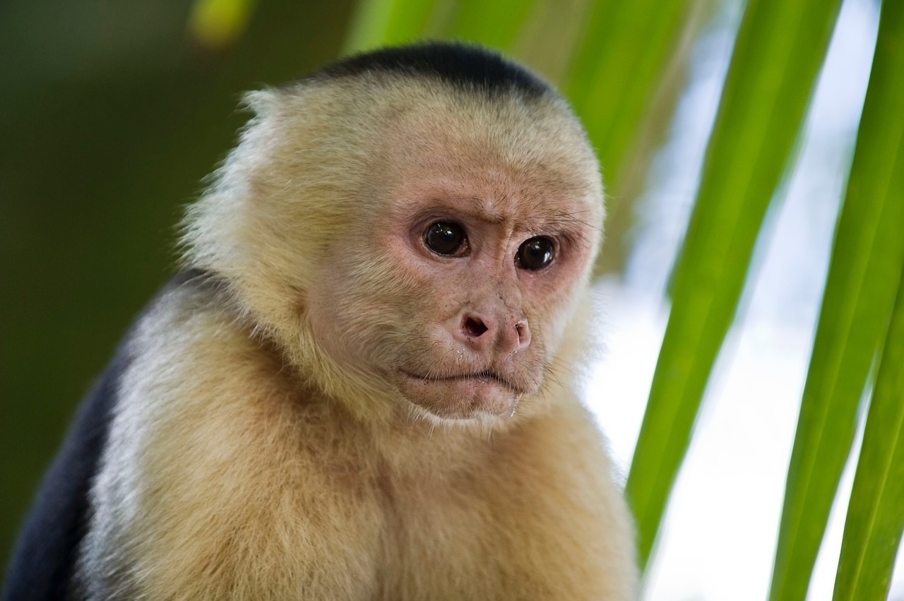 monkey primates capuchin free photo