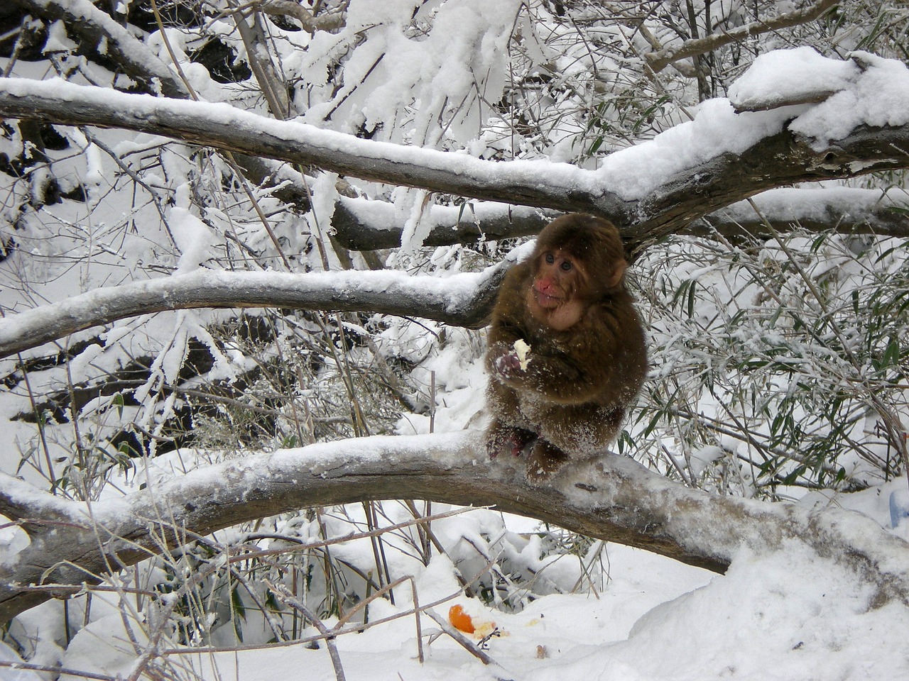 monkey snow winter free photo