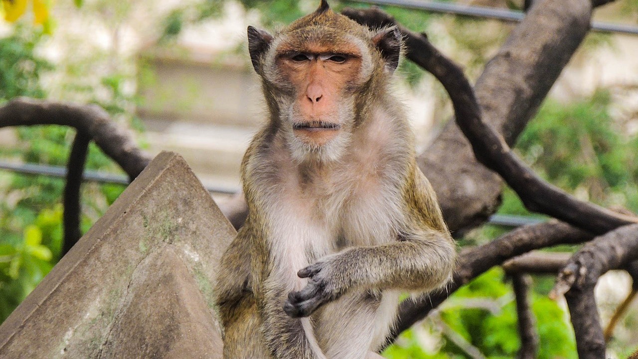 monkey temple thailand free photo