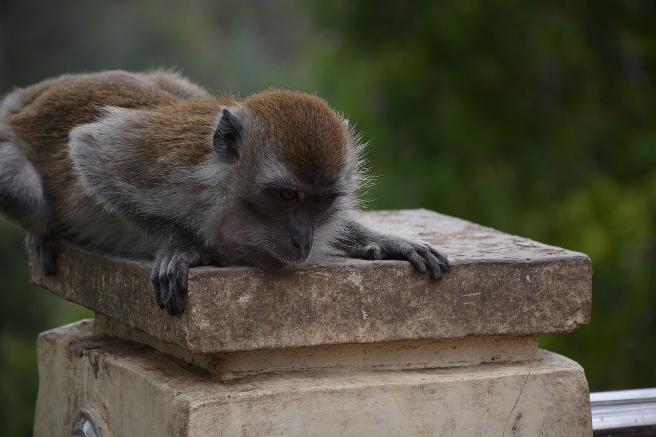 monkey macaque animal free photo