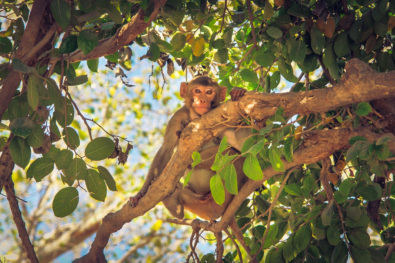 monkey animal exotic free photo