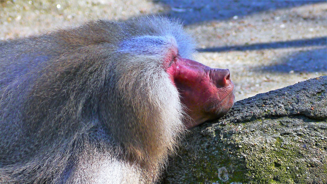 monkey primate baboon free photo