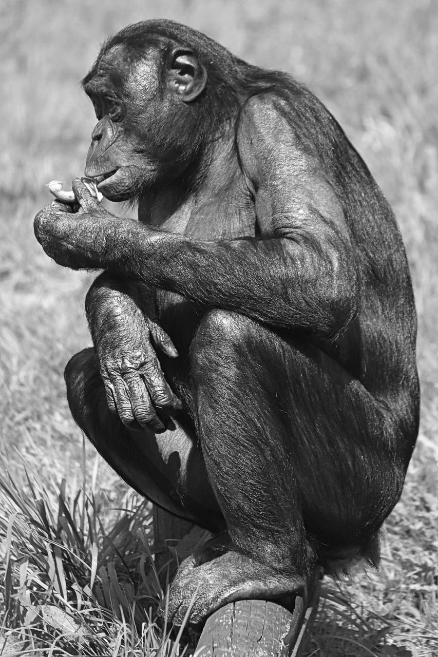 monkey bonobo great ape free photo