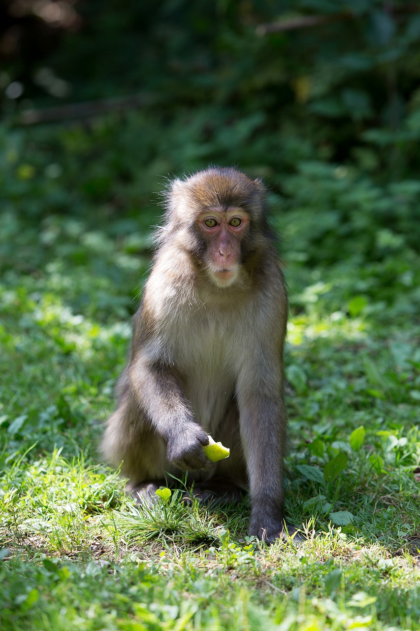 monkey forest meadow free photo