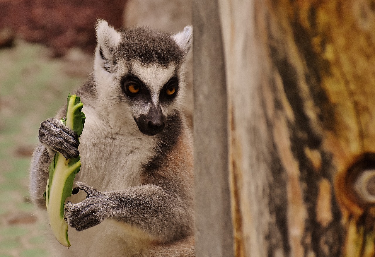 monkey lemur cute free photo