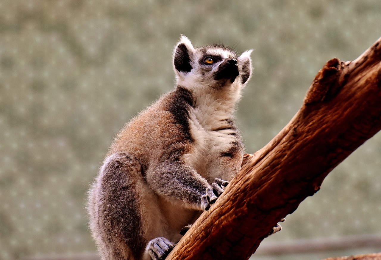 monkey lemur cute free photo