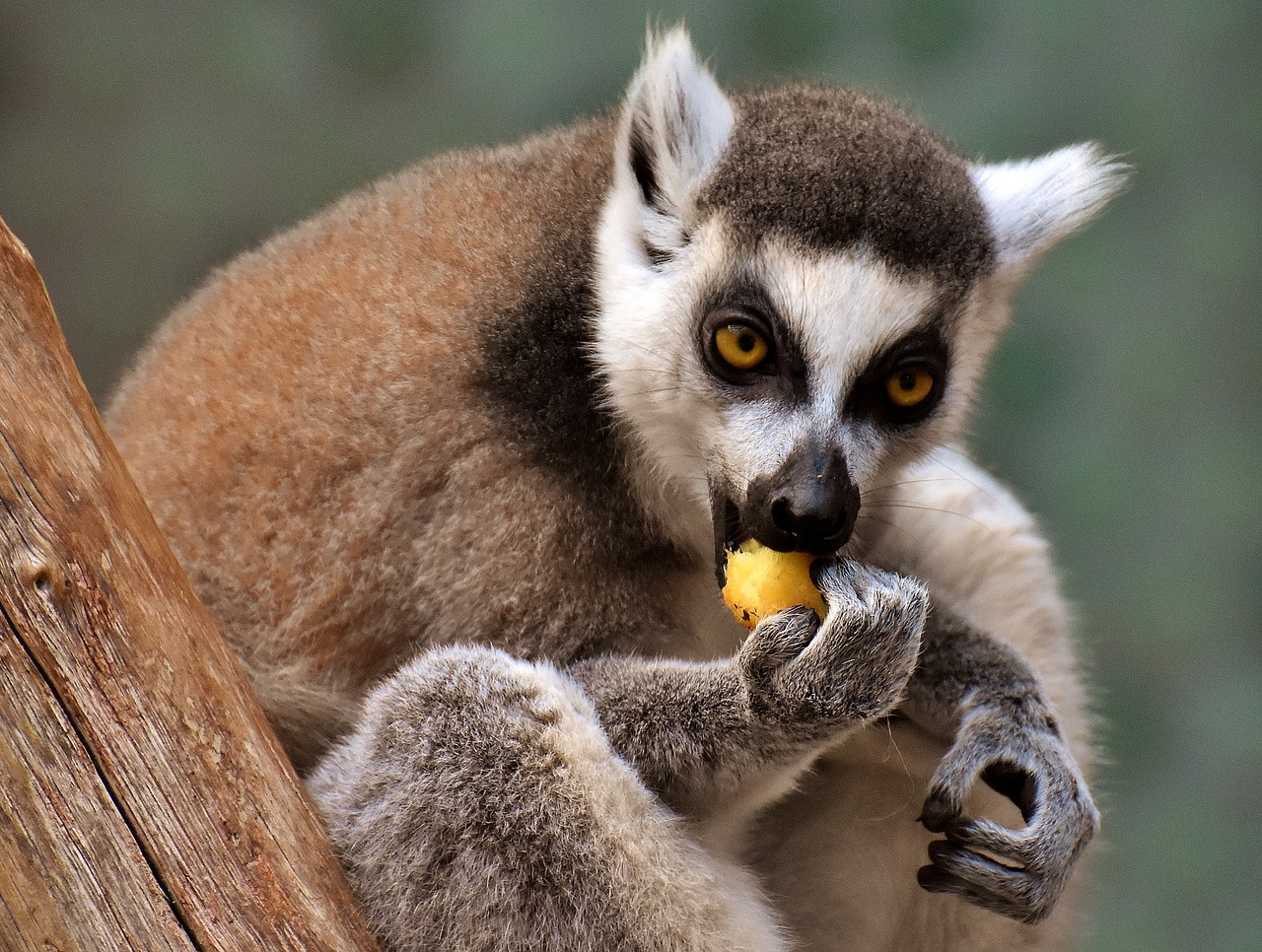 monkey lemur cute free photo