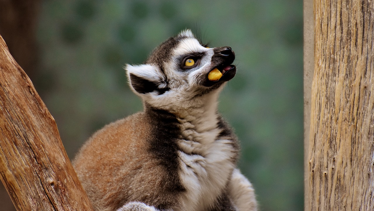 monkey lemur cute free photo