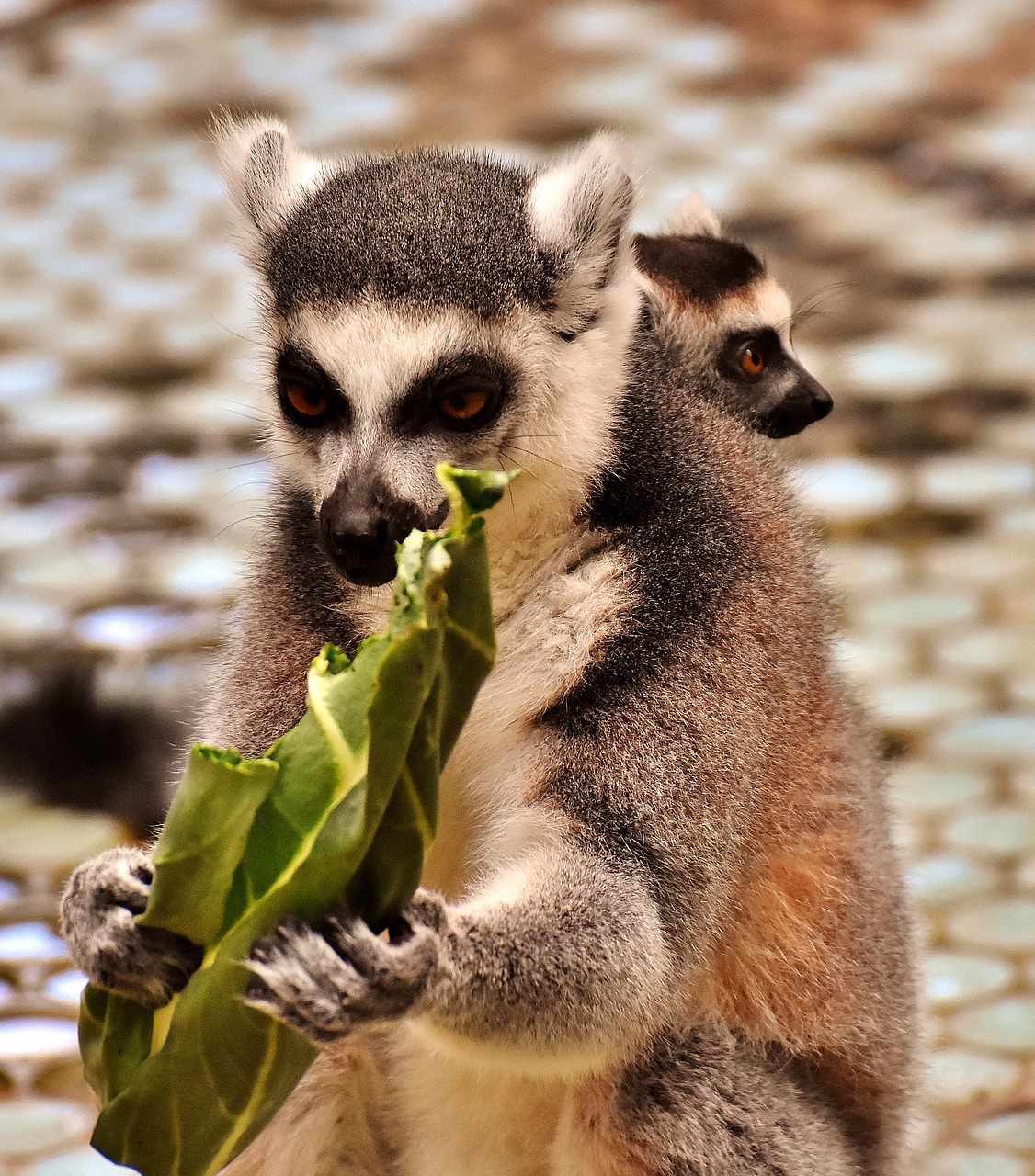 monkey lemur eat free photo