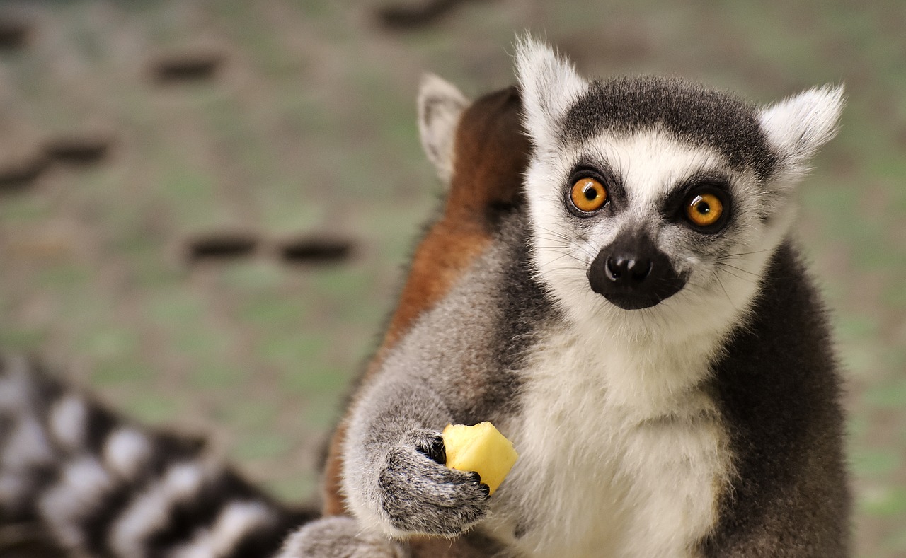 monkey lemur cute free photo